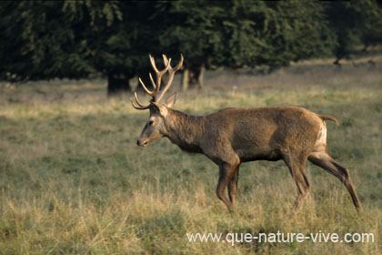 Trés beau jeune cerf